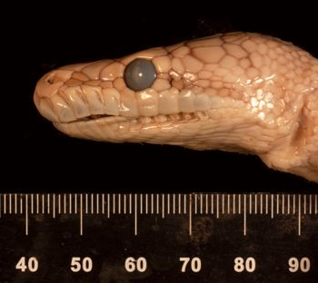 Media type: image;   Herpetology R-9600
